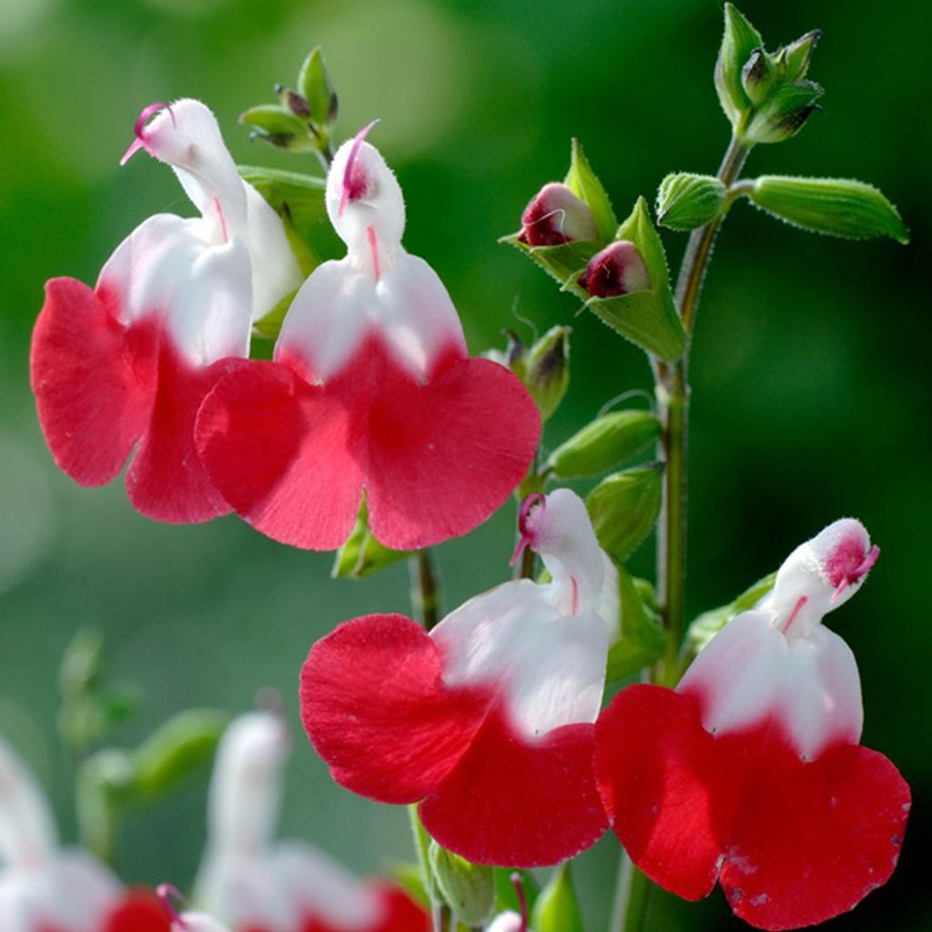6 x Salbei  - Salvia microphylla 'Hot Lips'  | Topf 9cm x Produktbild 