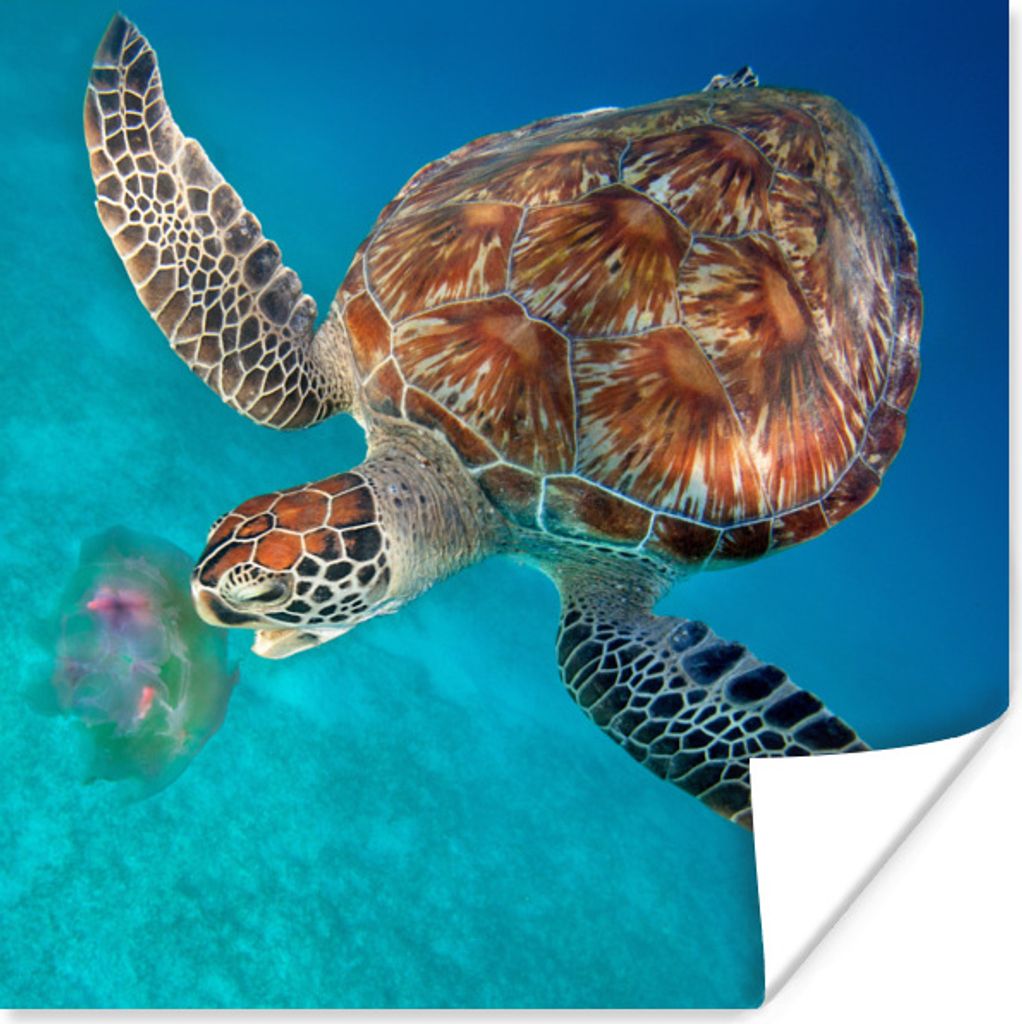 MuchoWow Poster Grüne Schildkröte mit Qualle 100x100 cm - Babyzimmer