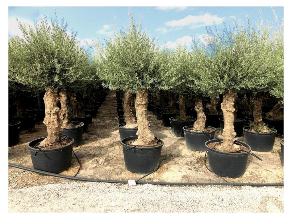 Olivenbaum - Olea Europea - Winterfester Olivenbaum Bonsai 250 cm - 80 Jahre alter Olivenbaum - Fruchttragend