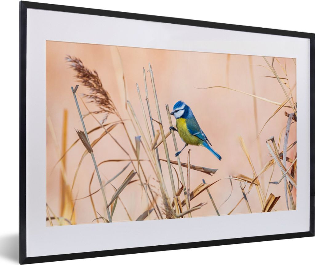 MuchoWow Gerahmtes Poster Vogel - Blaumeise - Schilf 60x40 cm - Poster mit Schwarzem Bilderrahmen Wandposter Rahmen Foto Bilder - Schlafzimmer - ...