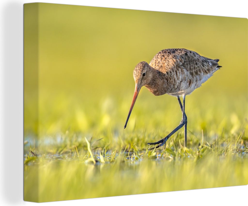 OneMillionCanvasses - Leinwandbilder - 150x100 cm, Vögel - Gras - Landschaft - Uferschnepfe, Wandbilder Kunstdruck Wanddekoration - Foto auf Lei...