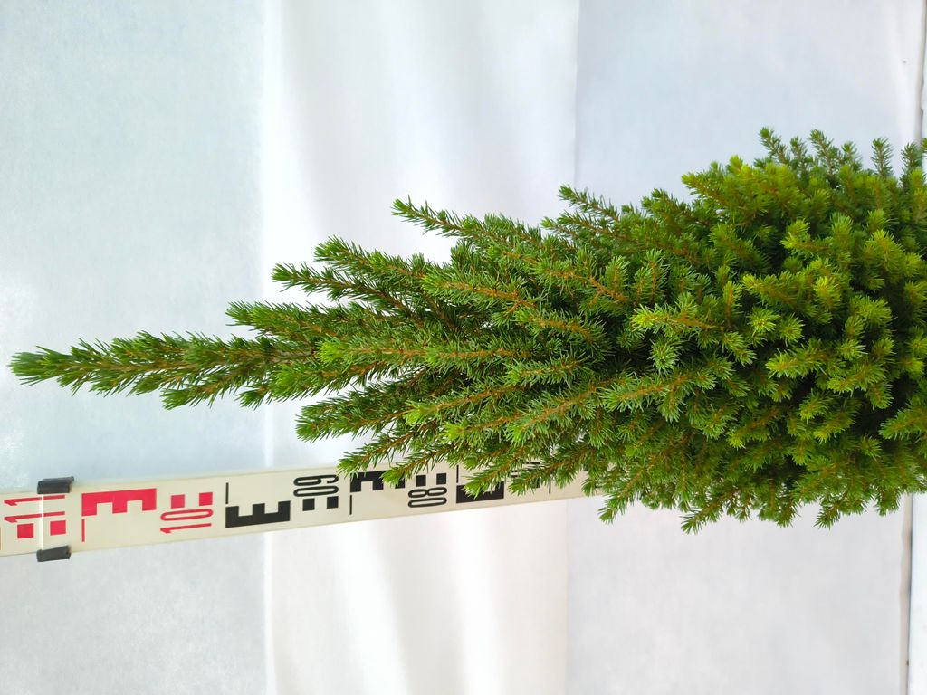 Picea glauca 'Perfecta' 110–130 cm Zuckerhutfichte immergrün winterhart