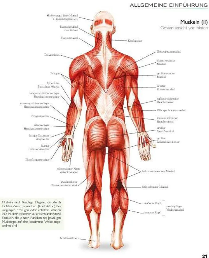 YOGA - Atlas der Anatomie : Comprendre le Corps et les Postures
