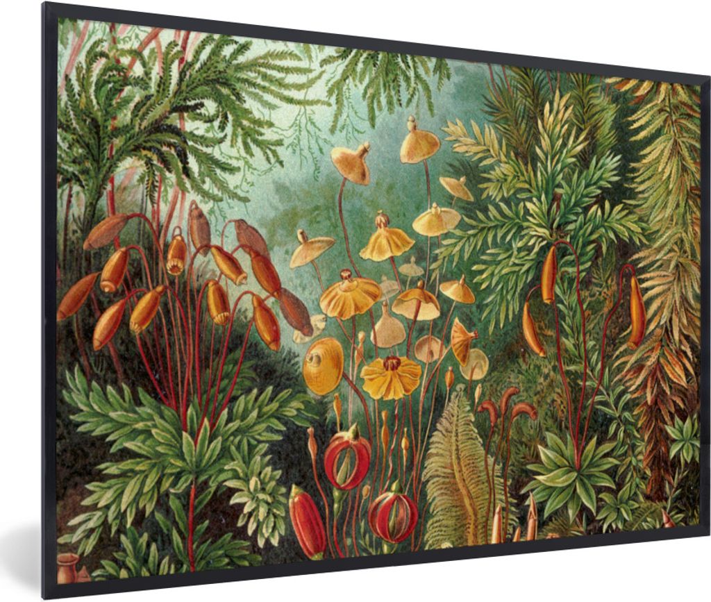 MuchoWow Gerahmtes Poster Gestaltung - Natur - Pilze - Ernst Haeckel 30x20 cm - Poster mit Schwarzem Bilderrahmen Wandposter Rahmen Foto Bilder -...
