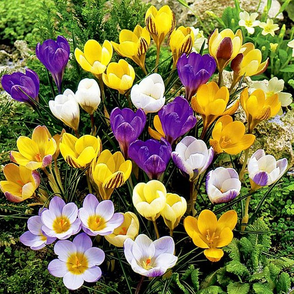 100 Stück gemischte Krokus Blumenzwiebeln Produktbild 