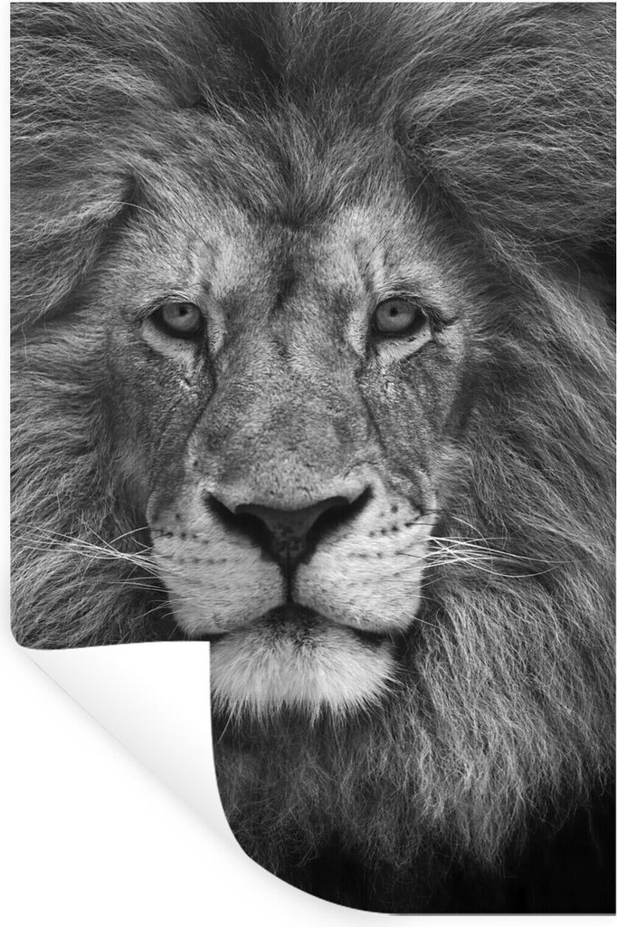 MuchoWow Wandtattoo Wandsticker Wandaufkleber Löwe - Schwarz - Porträt 60x90 cm Selbstklebend und Repositionierbar - Sticker - Dekorfolie