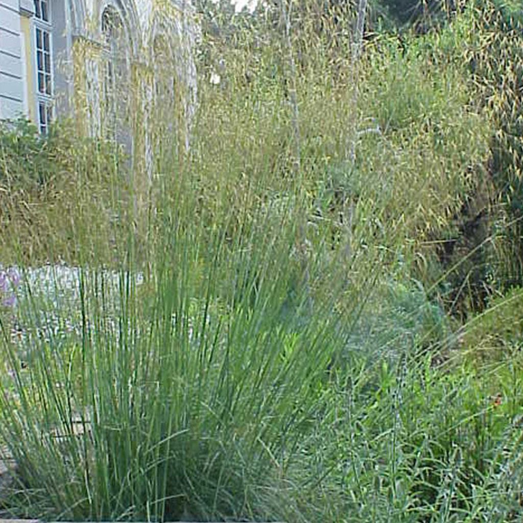 6 x Riesen Federgras - Stipa gigantea | Topf 9cm x 9cm