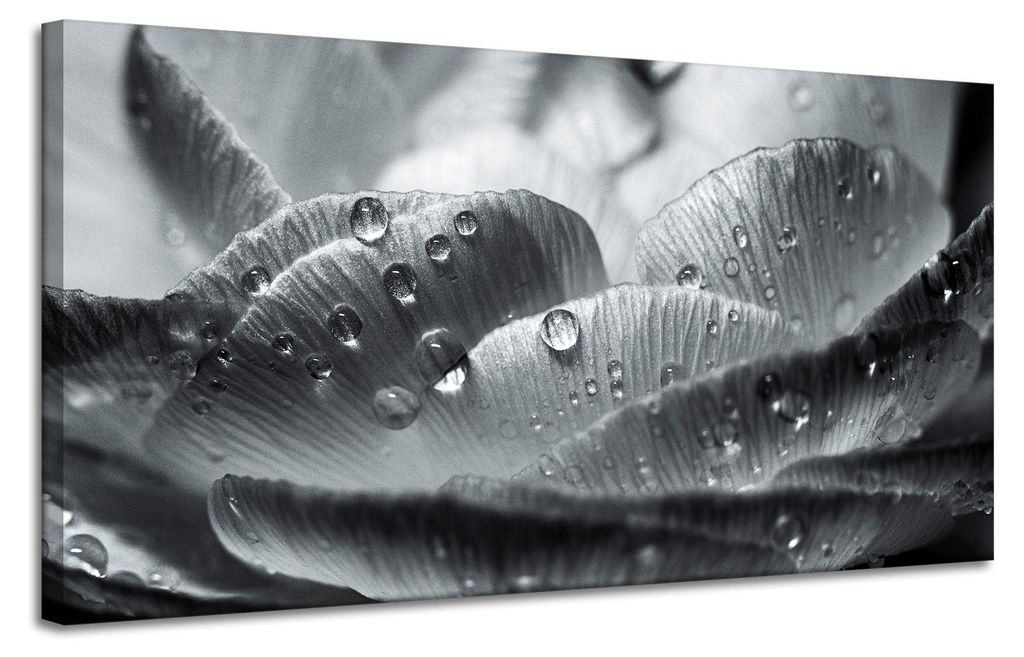 Leinwanddruck Blume in Tautropfen 120x60 cm