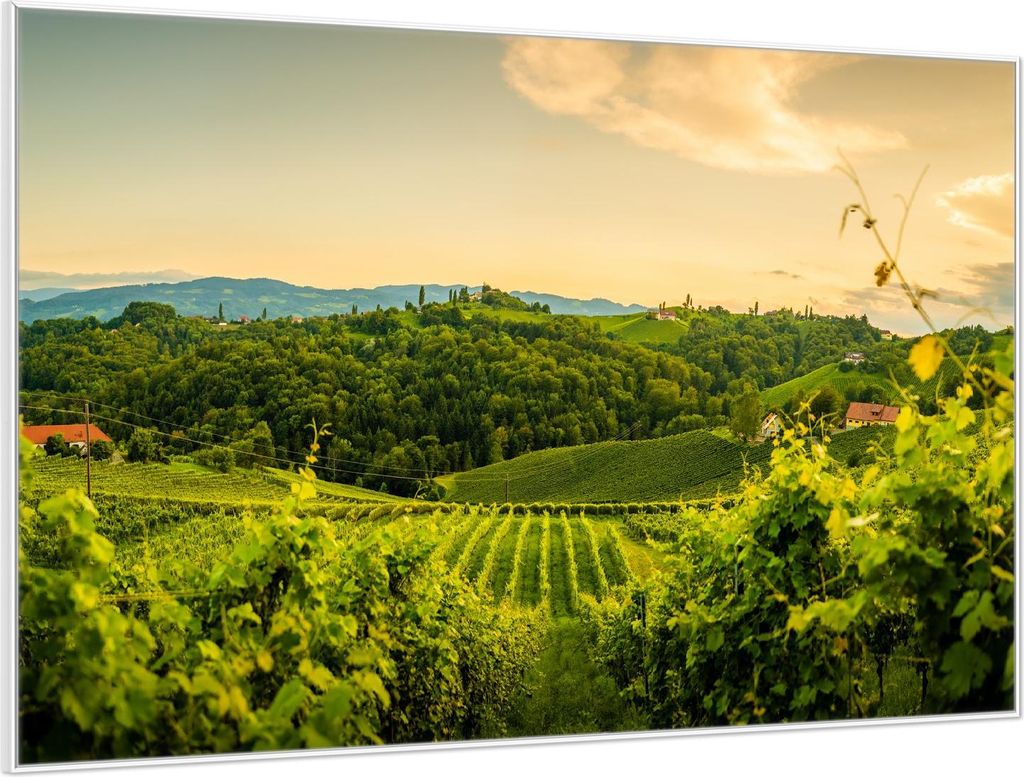 Wallario Wandbild Abendlicht über Weinbergen, Größe: 61 x 91,50 cm, Poster mit weißem Aluminiumrahmen
