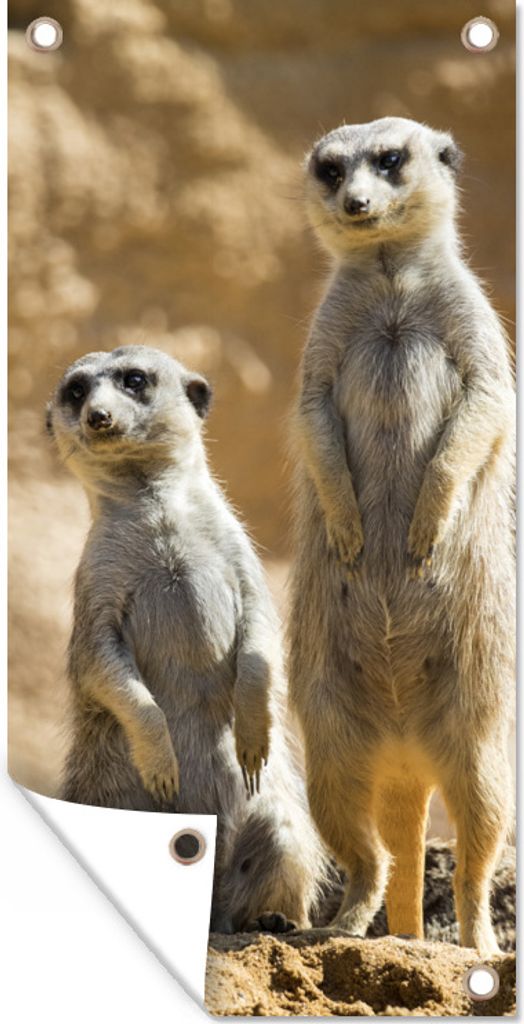 MuchoWow 80x160 cm Outdoor-Poster Gartendeko Sichtschutz Garten Poster für den Garten Felsen - Erdmännchen - Tiere