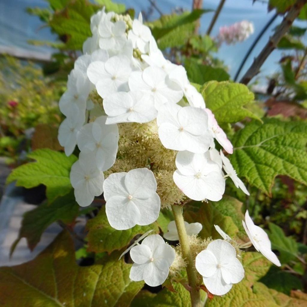 2 x Hortensie - Hydrangea quercifolia 'Snow Queen' | 30-40 cm in Container