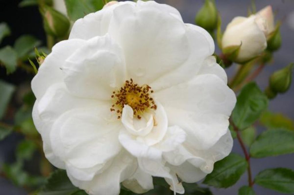 Hochstammrose Innocencia - reinweiß - Kordes Rosen - 90cm Stamm + Krone