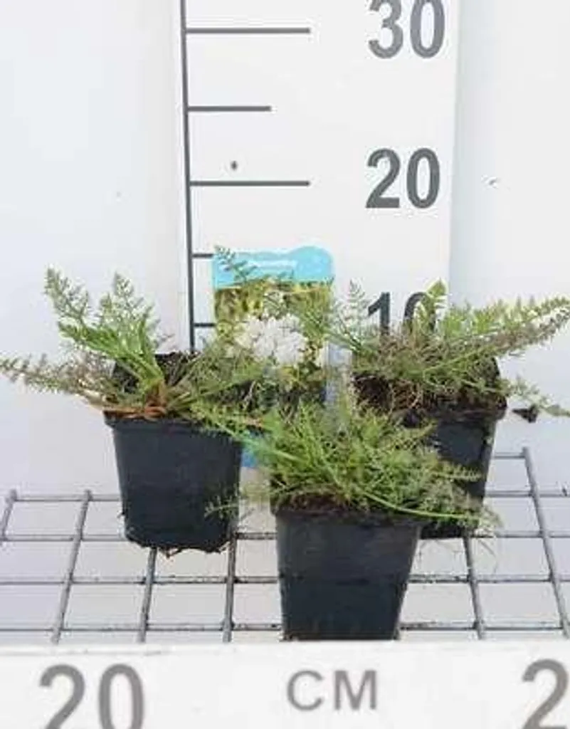Oenanthe aquatica Renoncule aquatique - Lot de 6 godets 9x9 cm