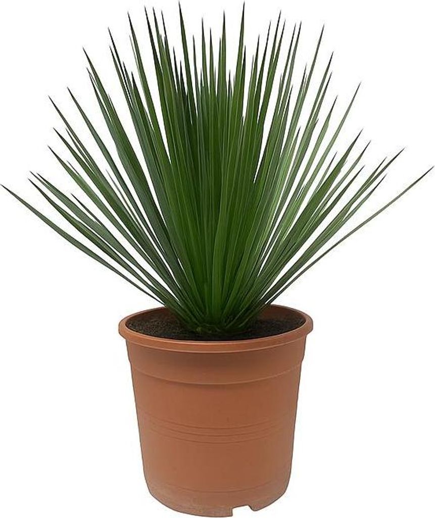 Lilia palmowa Yucca Rostrata - doniczka 24 cm, wysoko?? 60 Zdjęcie produktu 