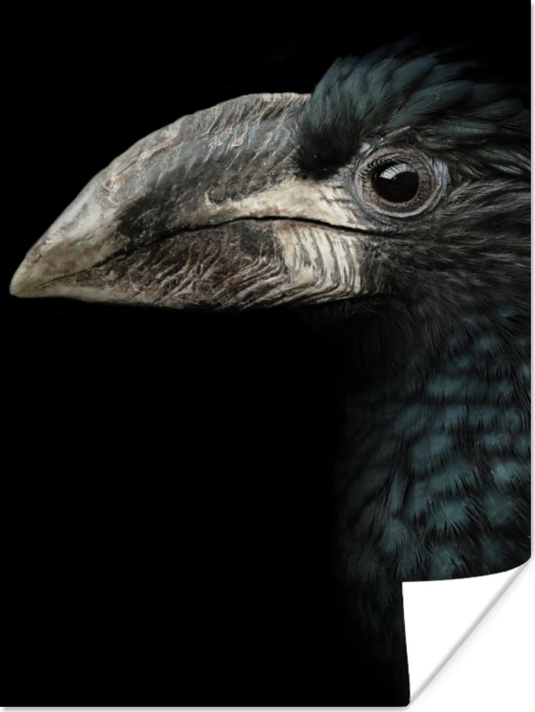 MuchoWow Poster Vogel - Porträt - Hornvogel - Schwarz - Tiere 30x40 cm - Wandplakat - Poster Kinderzimmer