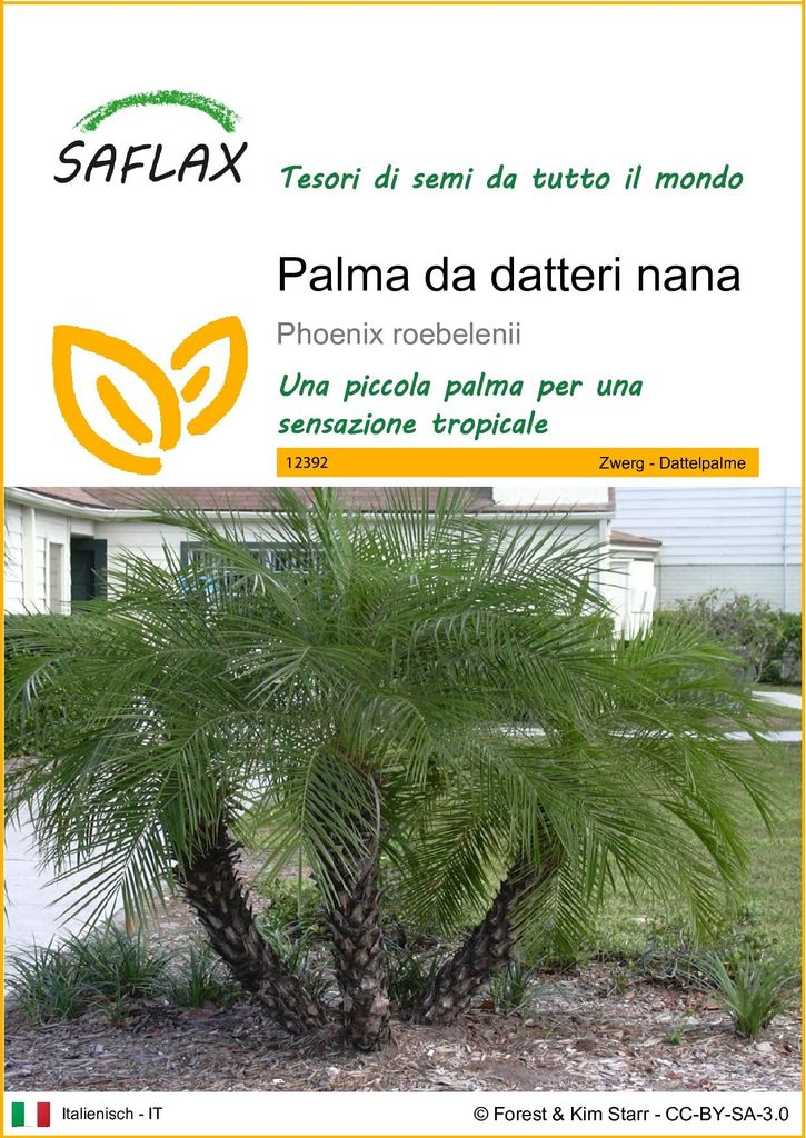 SAFLAX  - Palma da datteri nana - 25 semi - Phoenix Immagine del prodotto 