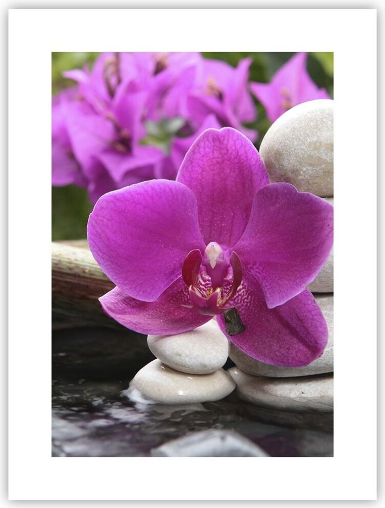 Poster - Poster ohne Rahmen - Orchidee Bambus Dekoration Produktbild 