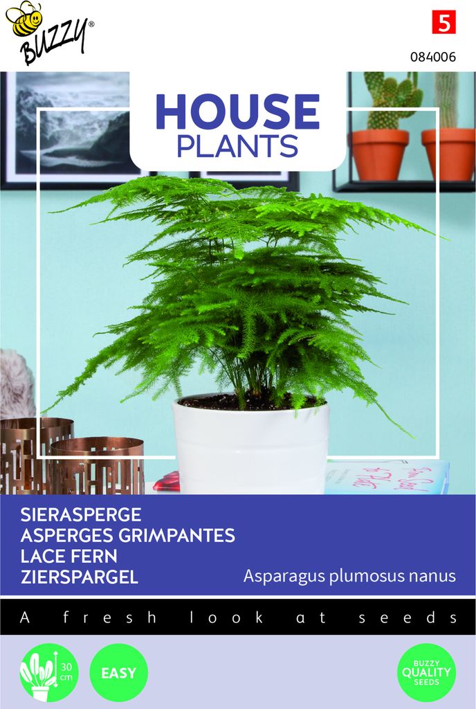 Buzzy House Plants Asparagus Zierspargel Samen - Ca. 1 gr | Buzzy_084006