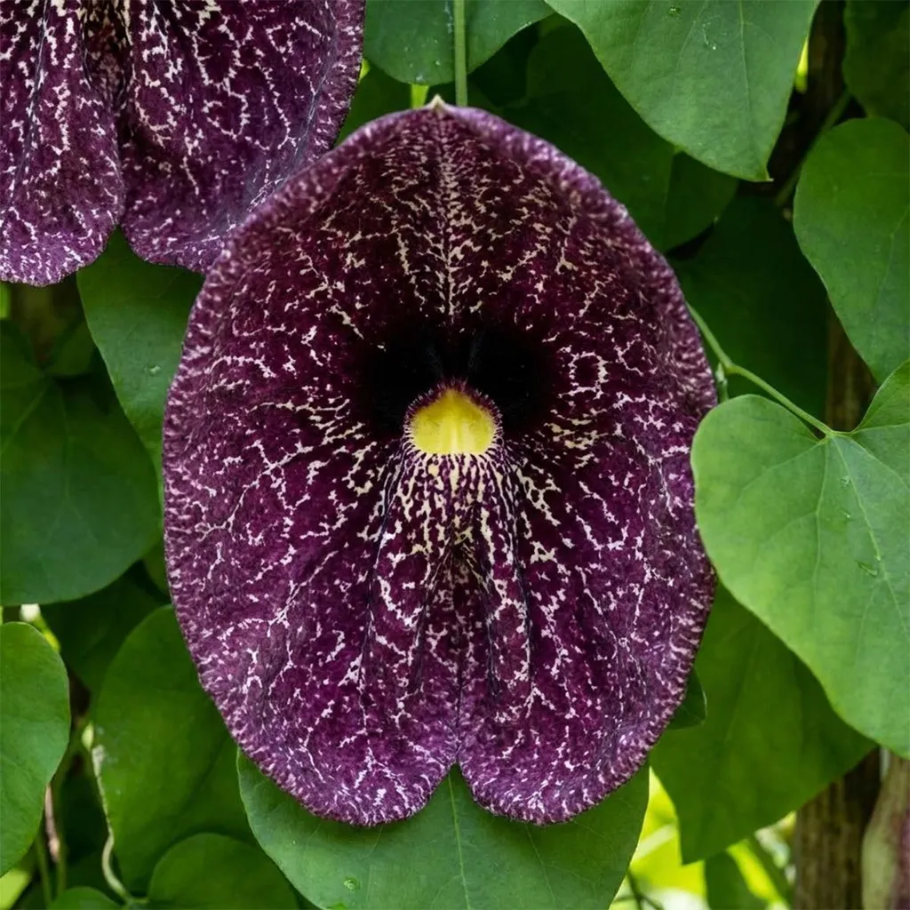 Aristolochia Macrophylla Bloomique - Lot de 2 plantes grimpantes 60-80cm