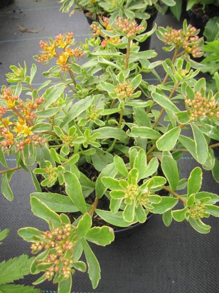 Buntlaubiges Fettblatt - Sedum kamtschaticum Variegatum