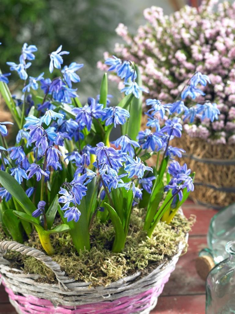 Scilla siberica 'Spring Beauty', Blaustern, leuchtend blau, Produktbild 