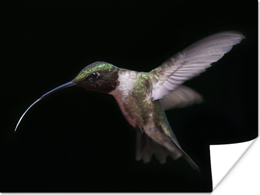 MuchoWow Poster Kolibri - Vogel - Federn 80x60 cm - Kunst für zu Hause