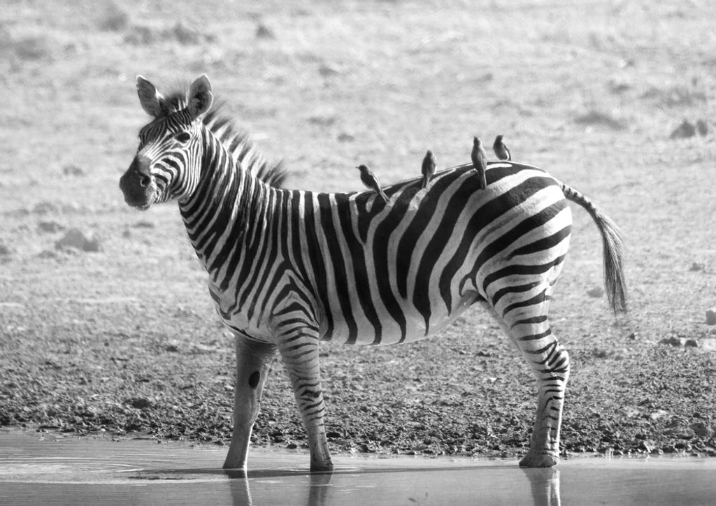 hansepuzzle 70866 - Zebra Puzzle, 260 Teile, Tierwelt, 41,0 x 28,0cm mit hochwertiger Aufbewahrung, Kartonbox und wiederverschließbarem Beutel