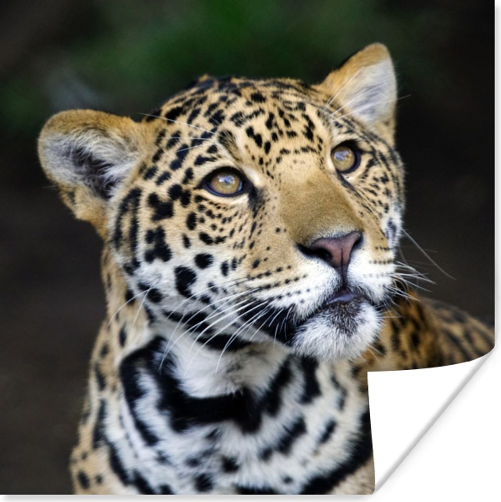 MuchoWow Poster Leopard - Kopf - Wald 75x75 cm - Wand Dekoration
