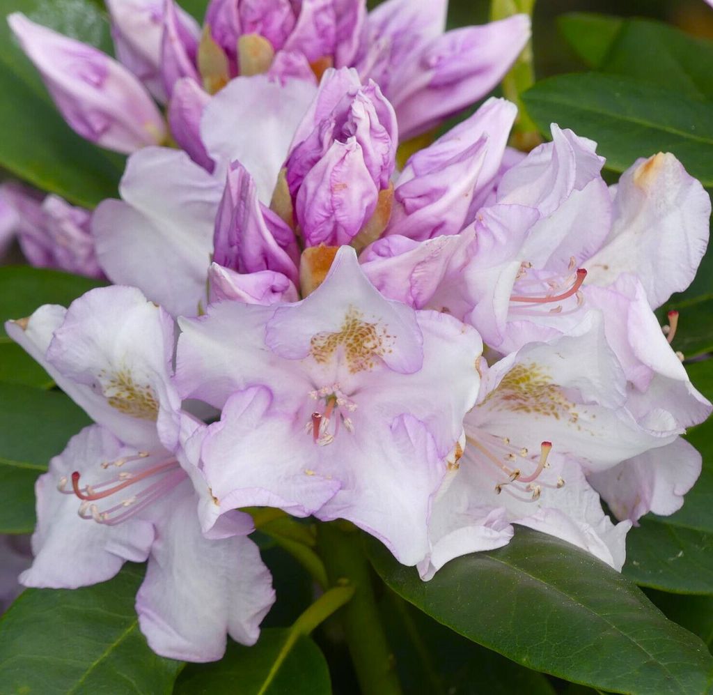 Großblumiger Rhododendron Hybride " Album Novum " violettweiß 40 - 50 cm