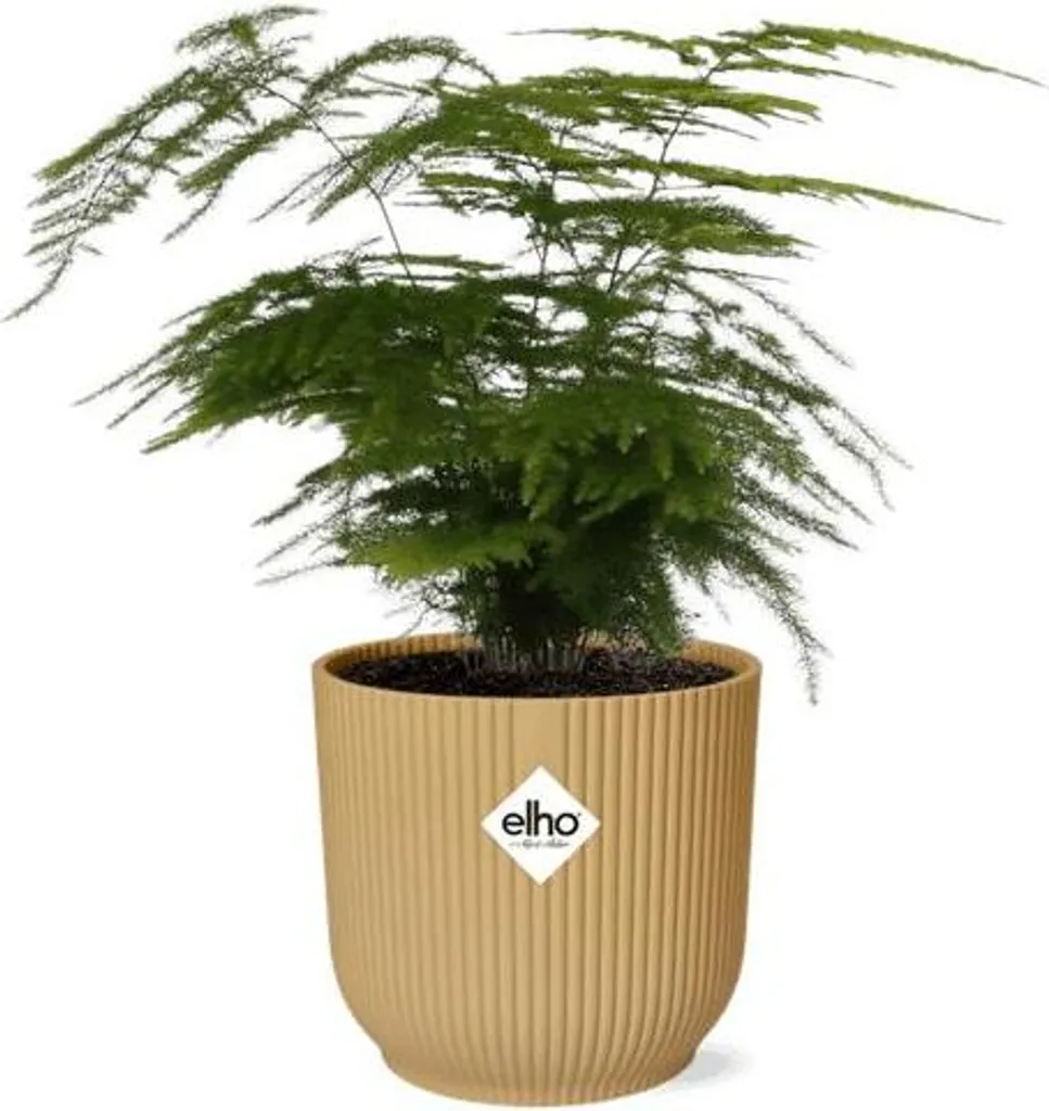 Plante verte Asparagus setaceus Plumosus en pot de 14 cm déco