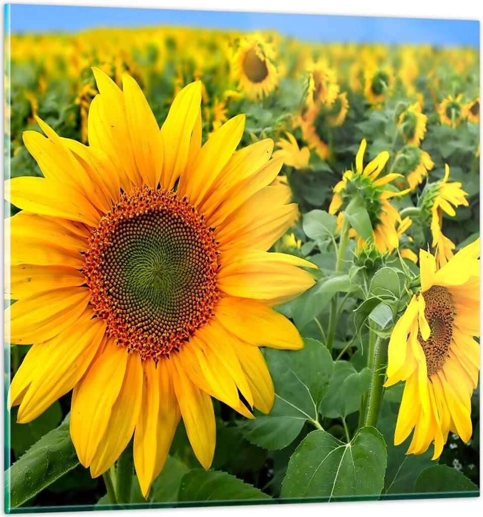 Bilder auf glas - Wolken Sonnenblumen Plantagen - 60x60cm - Glasbilder - Wandbilder - Kunstdruck - zum Aufhängen bereit - Wanddekoration aus Glas ...