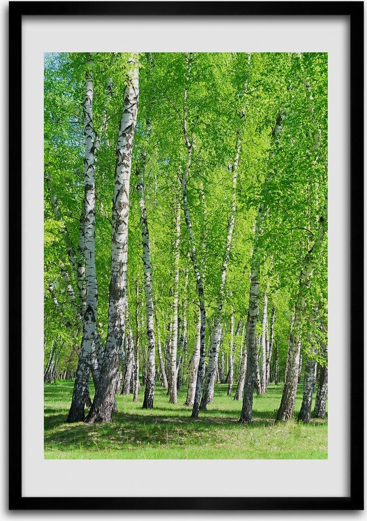 Bild - Bilderrahmen - Foto - 70 cm x 100 cm - MDF - Rahmen - Wandkunst - Birkenwald