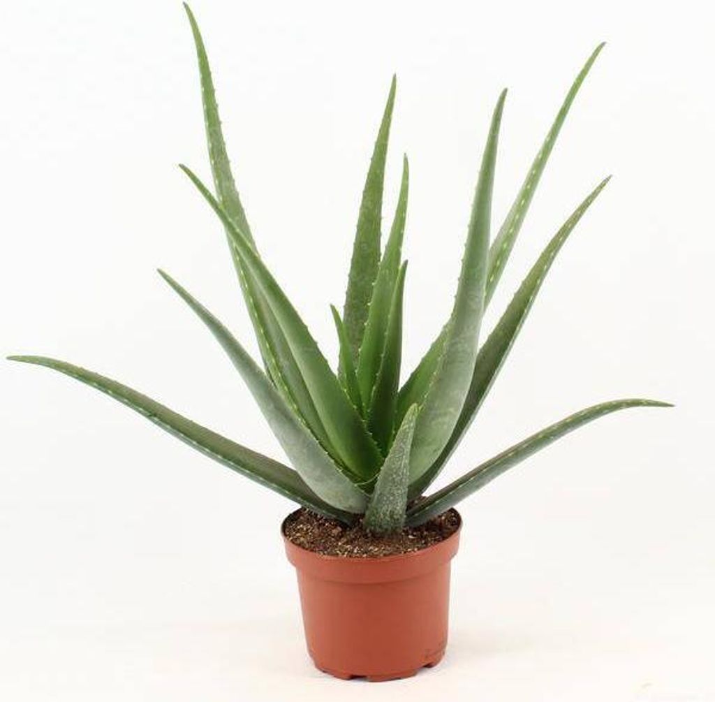 Aloe vera Zimmerpflanze pflegeleichte Heilpflanze Ø19cm 70cm pflegeleicht