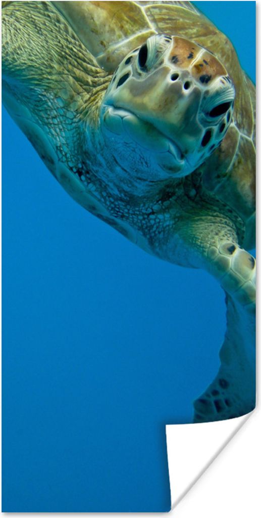 MuchoWow Poster Fotodruck Augenkontakt mit Schildkröte 60x120 cm - Wandschmuck