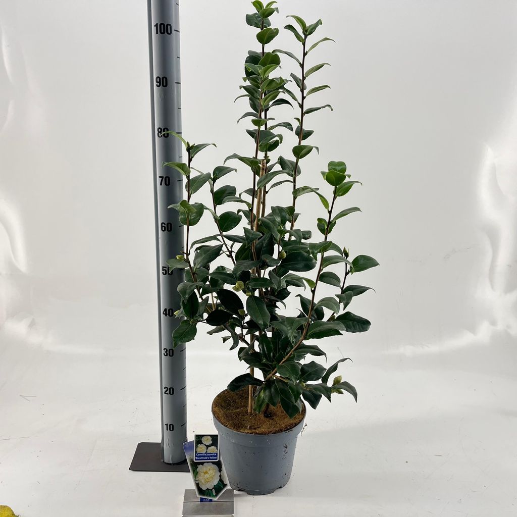Camellia japonica 'Brushfield's Yellow' - Kamelie | 80-90 cm im Topf