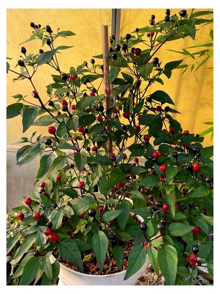 Chili Mini Black Pearl 10 Samen
