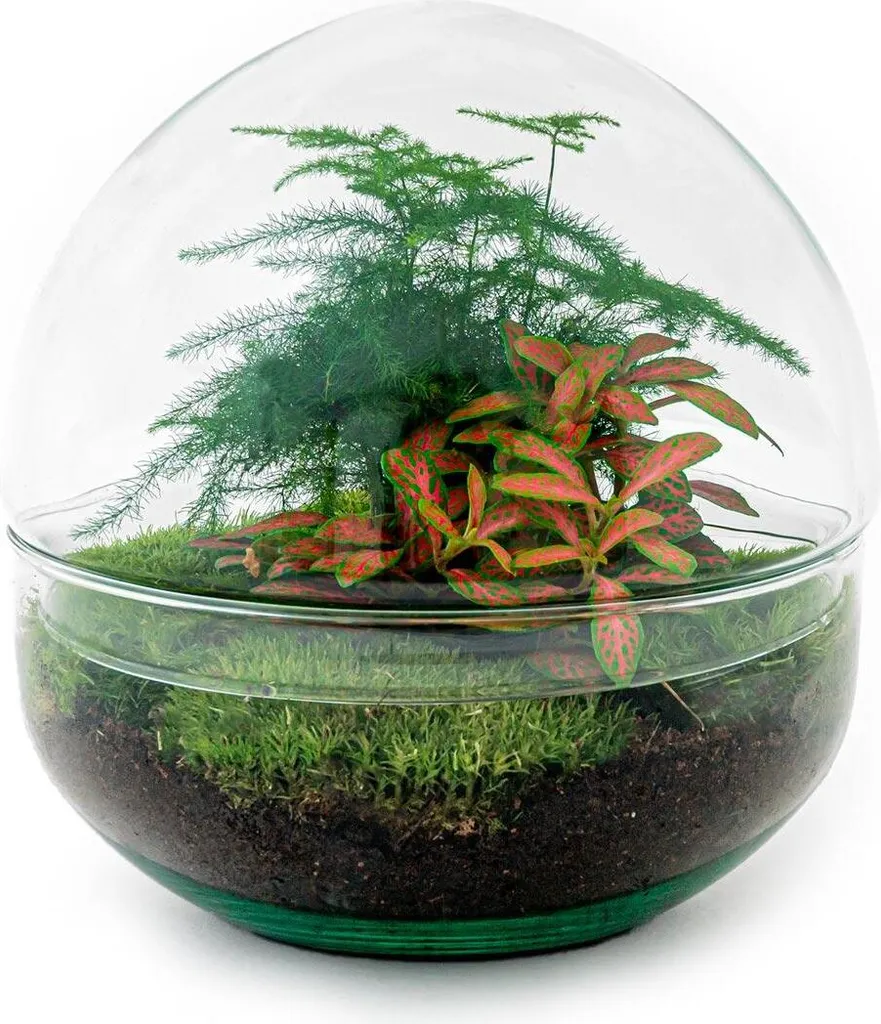 Terrarium DIY en verre type Dome 20 cm - Écosystème autonome végétal