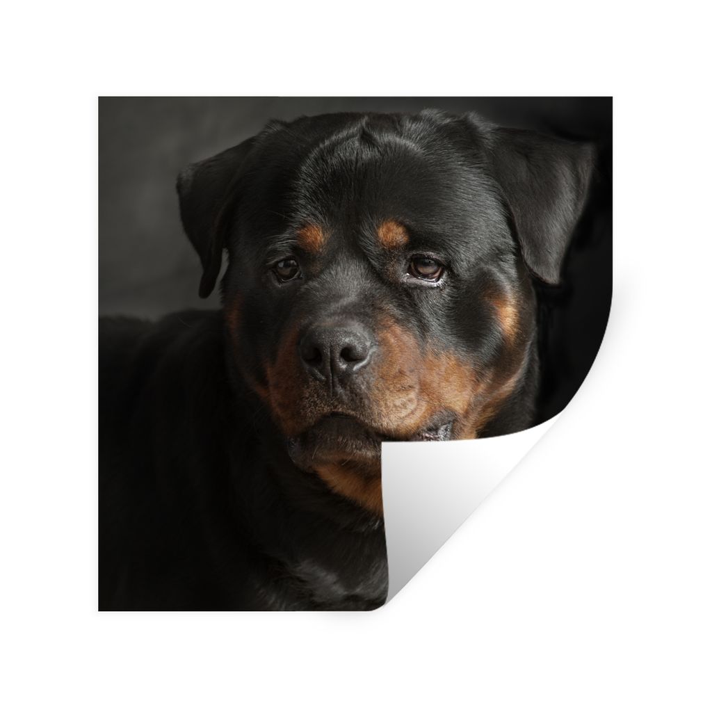 MuchoWow Wandtattoo Wandsticker Wandaufkleber Porträt eines Rottweilers im Atelier 30x30 cm Selbstklebend und Repositionierbar - Repositionierba...