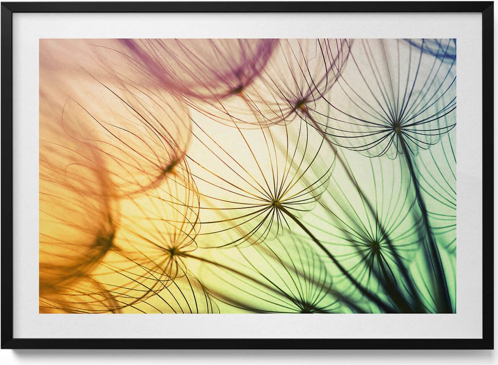 Zarte Pollen eines Löwenzahns– Wandbild mit Rahmen – Gerahmtes Bild – Wanddekoration – 100x70 cm – Schwarz Rahmen