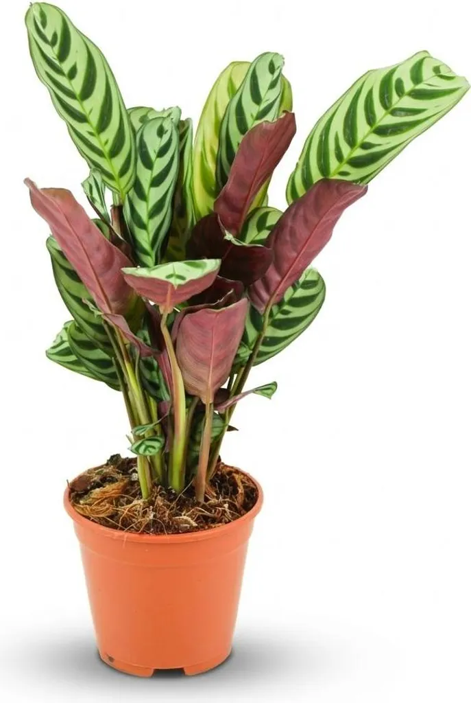 Ctenanthe Burle-Marxii Ø14cm - Plante de prière Marante en osier 40cm