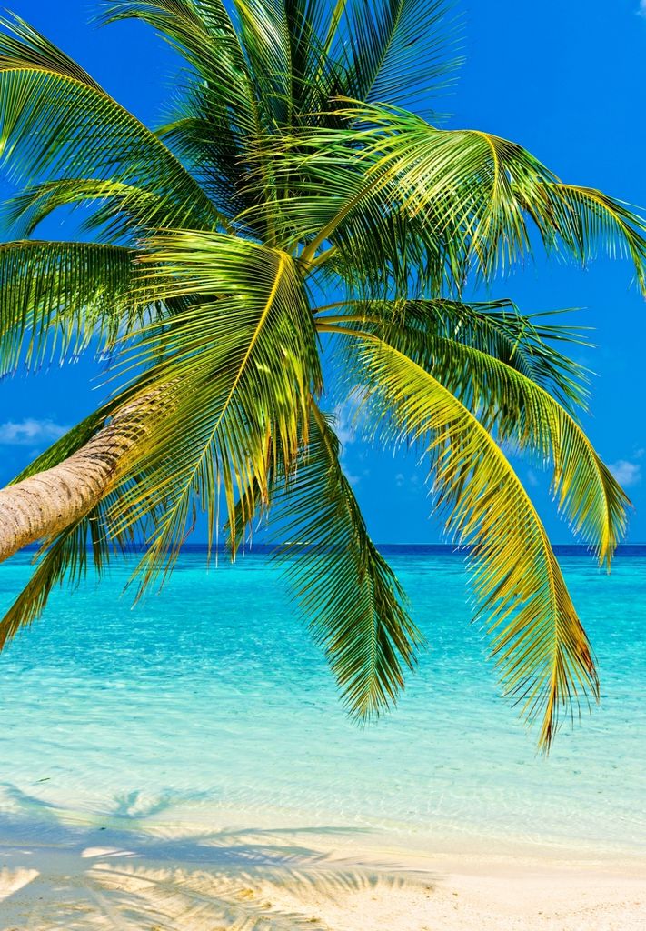 XXL Poster 100 x 70cm (S-851) Palme am bei türkisem Wasser und blauem Himmel (Lieferung gerollt!)