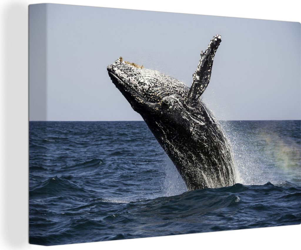 OneMillionCanvasses - Leinwandbilder - 150x100 cm, Ein Buckelwal springt aus dem Wasser, Wandbilder Kunstdruck Wanddekoration