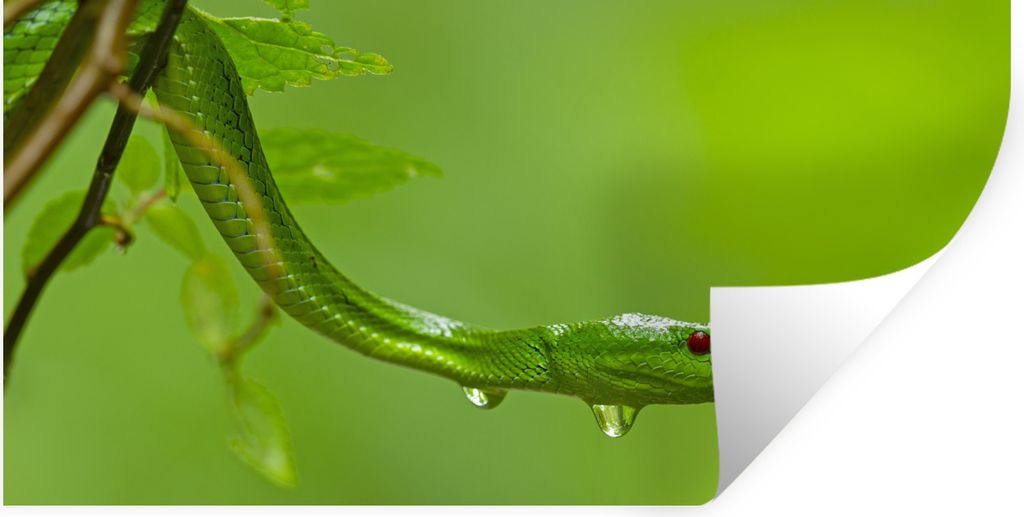 MuchoWow Wandtattoo Wandsticker Wandaufkleber Grüne Schlange aus der Nähe 120x60 cm Selbstklebend und Repositionierbar - Sticker - Dekorfolie