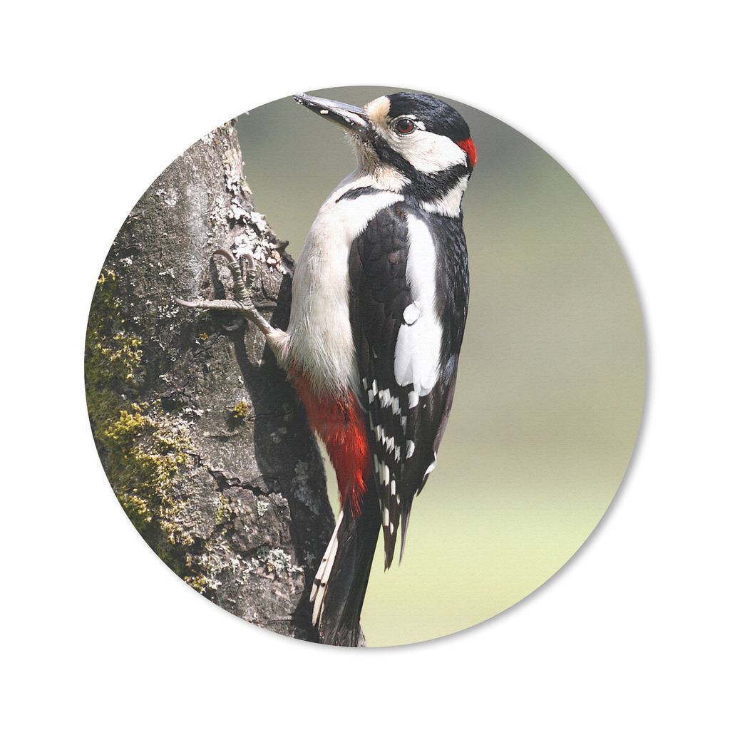 MuchoWow Mauspad Mousepad Ein Buntspecht auf einem Baumstamm 20x20 cm - Mousepads - Maus Mat - Pad - Mausunterlage - Schreibtischmatte