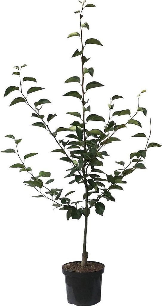 A potted young tree with green leaves against a white background.