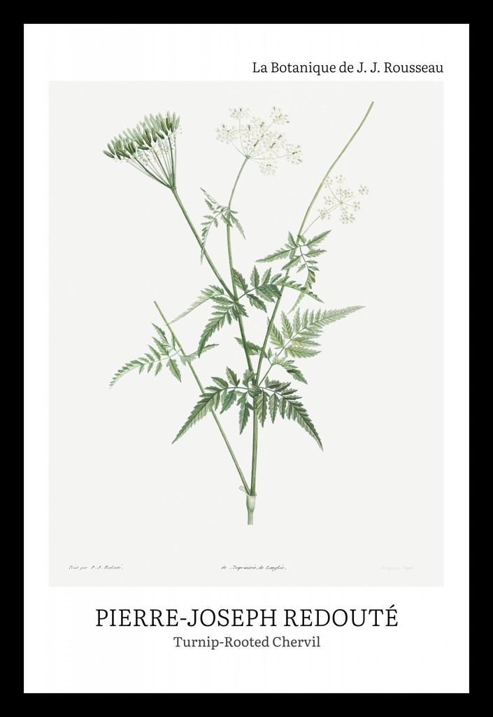 Plakat 20x30cm Design Rotted Chervil, Redoute Vintage für das Wohnzimmer