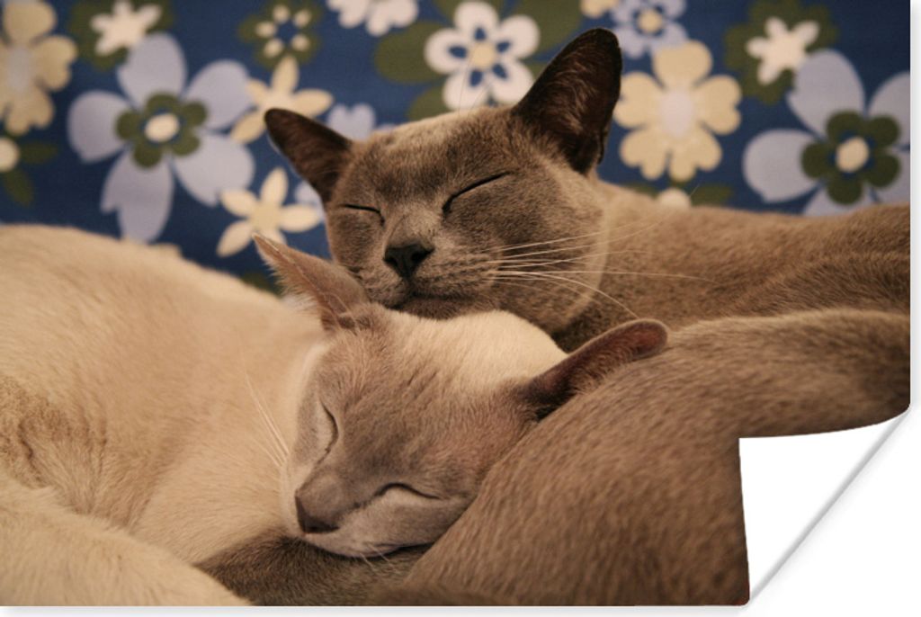 MuchoWow Poster Zwei verschmuste burmesische Katzen 30x20 cm - Plakate - Print