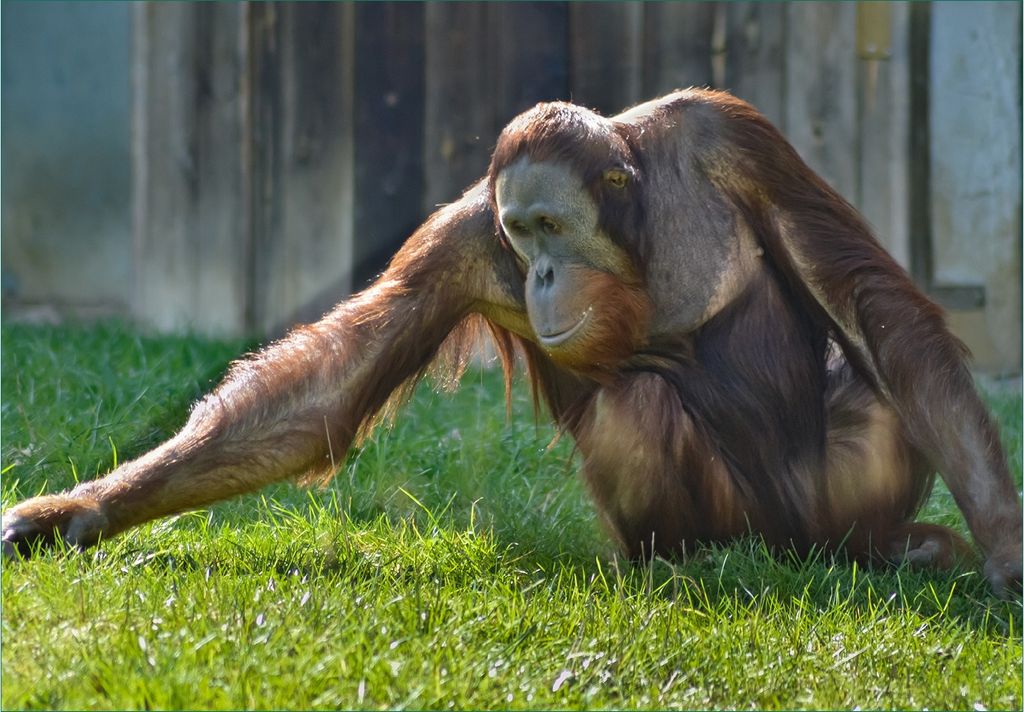 Wallario Fototapete Vliestapete, seidenmatte Oberfläche, einfache Verarbeitung, Größe 200 x 140 cm, Motiv Sitzender Orang-Utan im Gras
