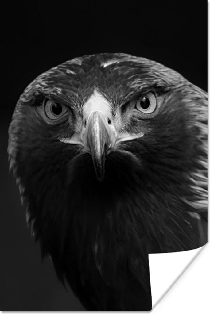 MuchoWow Poster Bussard - Vogel - Tiere - Schwarz - Weiß 20x30 cm - Papierdruck