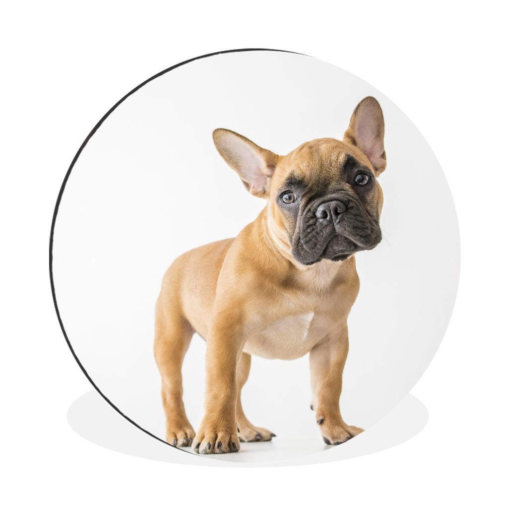 MuchoWow Aluminium Wandkreis Französische Bulldogge - Braun - Weiß Ø 30 cm Wanddeko Modern Wohnzimmer - Wand Bild - Wohnzimmer - Runde Bilder ...